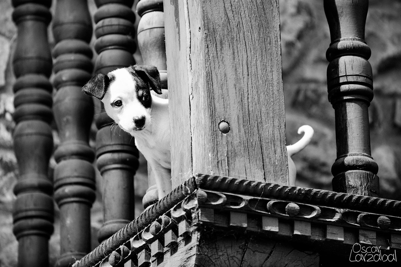 fotografo mascotas Donostia San Sebastian