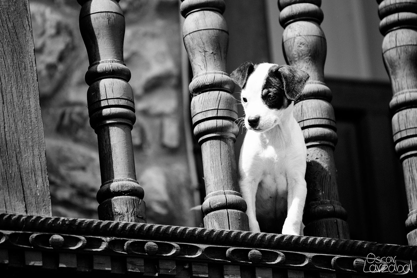 fotografo mascotas Donostia San Sebastian